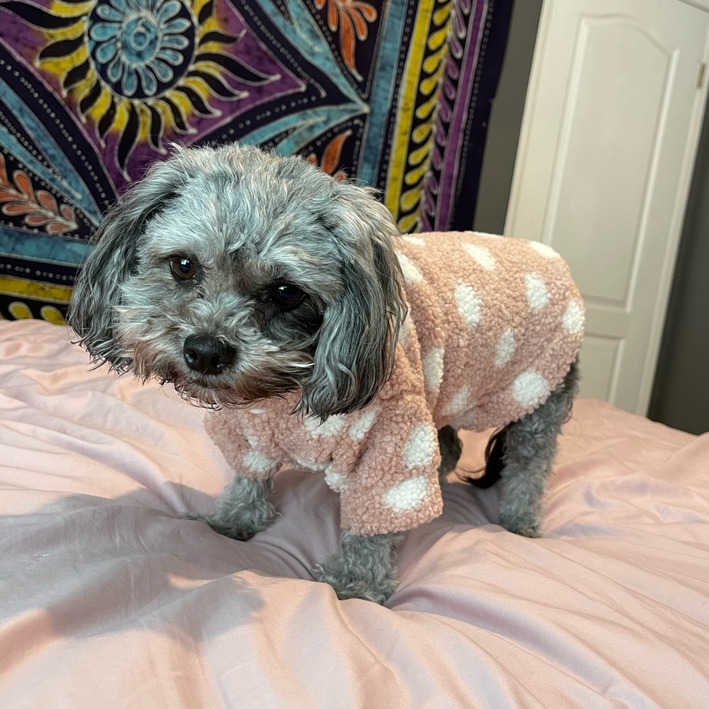 Dog Polka Dot Jacket #1